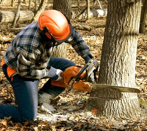 Tree Removal in Upper Fairmount, MD